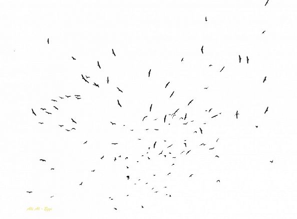 Birds-Ali AlEzzi