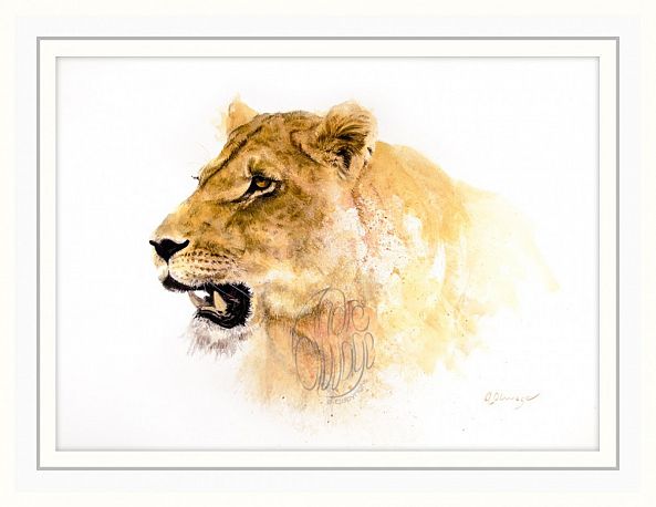 Lioness-Andre Olwage