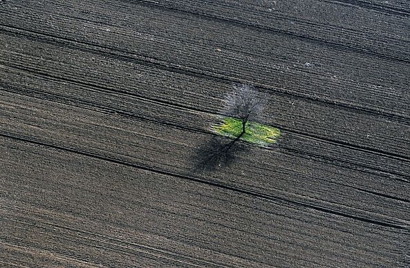 Small Tree-Vlada Marinkovic