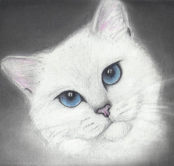 Coby the cat-Izabela Milewska